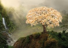 a large tree sitting on top of a lush green hillside next to a waterfall in the forest