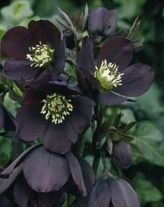 purple flowers with green leaves in the background