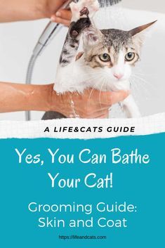 a cat is being washed in a bathtub with the caption, yes, you can bathe your cat grooming guide skin and coat