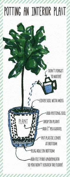 a potted plant with instructions on how to put it in the potting area