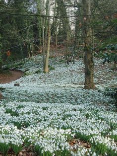 the ground is covered in snowdrops and trees