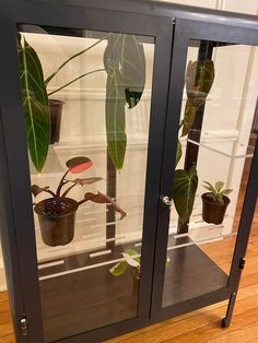 a glass case with plants inside of it on a wooden floor next to a wall