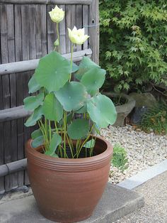 a potted plant with water lilies growing out of it's center, in front of a wooden fence