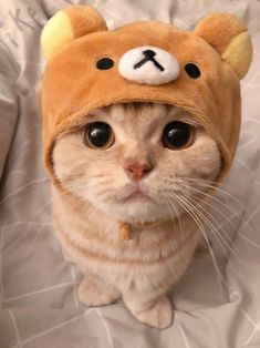 a cat wearing a teddy bear hat on top of it's head