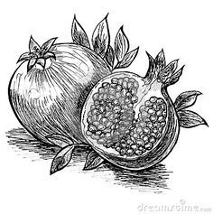 a pomegranate with leaves and seeds on the side, vintage line drawing or engraving