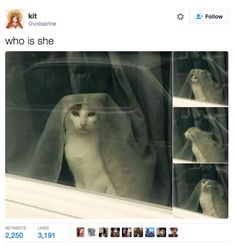 an image of a cat peeking out the window