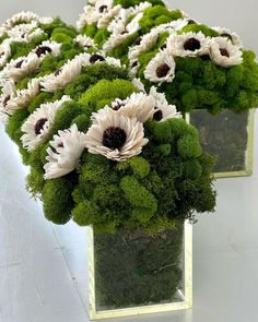 several square vases filled with green and white flowers