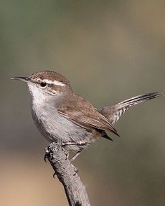 a small bird sitting on top of a tree branch