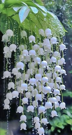 some white flowers hanging from a tree in the rain