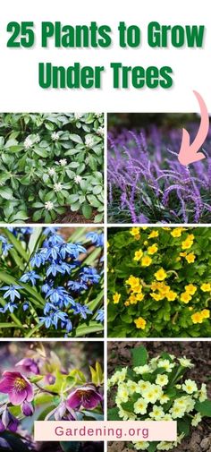 different types of plants with the title 25 plants to grow under trees