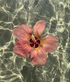 a pink flower floating on top of water