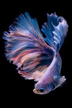 an image of a betta fish on twitter