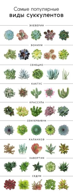 the different types of succulents and their names are shown in this poster