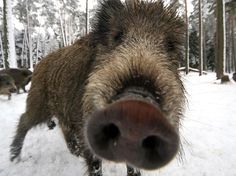 an animal that is looking at the camera with snow on it's ground and trees in the background