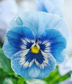 blue and white flower with green leaves in the background