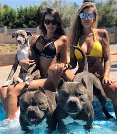 two beautiful women in bikinis sitting next to three pitbulls and one dog