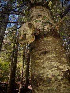 a large tree with a skull hanging from it's trunk in the middle of a forest