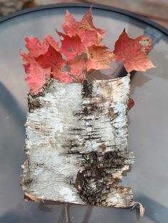 some red and orange leaves are on top of a piece of wood