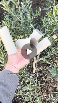 a person holding two rolls of toilet paper in their hand and an olive tree in the background