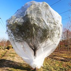 a large plastic bag wrapped around a tree