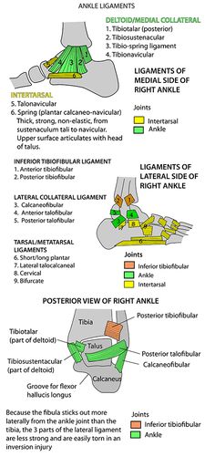 the anatomy of an ankle and foot