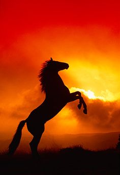 the silhouette of a horse is shown against an orange and red sky with clouds in the background