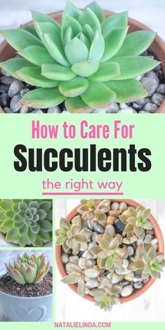 succulents are the best way to care for plants and flowers in pots