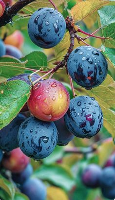 blueberries and apples hanging from a tree in the rain