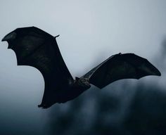 a bat flying through the air with its wings spread