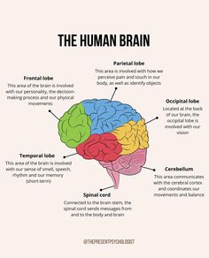 the human brain and its functions