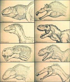 the different types of dinosaurs are shown in this drawing lesson, which shows how to draw them