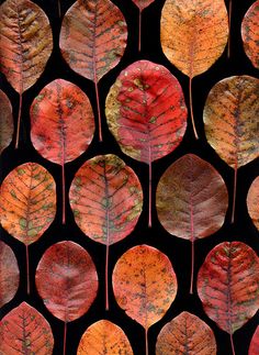 many different colored leaves on a black background