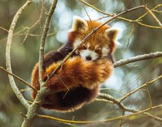 a red panda sleeping in a tree with its head on top of it's back