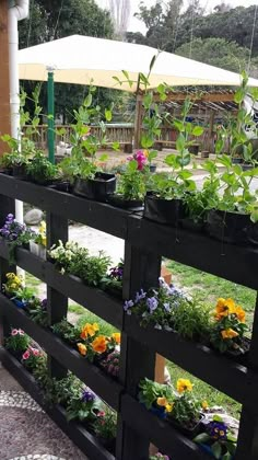 many plants are growing on the side of a wooden fence with an umbrella in the background