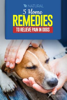 Pet Remedies, Meds For Dogs, Natural Pet Care, Pain Relief Remedies, Dog Remedies, Medication For Dogs, Dog Leg, Dog Health Care, Back Pain Relief