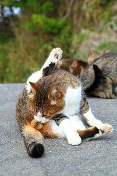 two cats playing with each other on top of a cement surface in front of trees