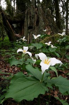 some white flowers are in the middle of green plants and leaves on the ground near a large tree