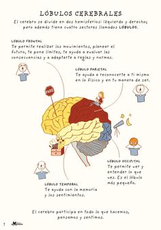 a diagram showing the functions of the human brain, including the cerebratorys and