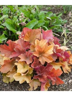 some very pretty colorful plants in the dirt