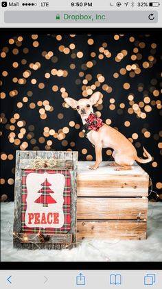 a small dog sitting on top of a wooden box with a peace sign in front of it