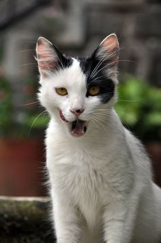 a black and white cat with its mouth open