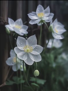 some white flowers with water droplets on them