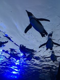 several penguins swimming in the water near each other