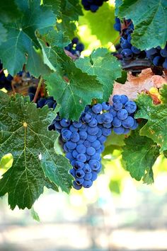 grapes are growing on the vine in an outdoor area with sunlight shining through leaves and branches