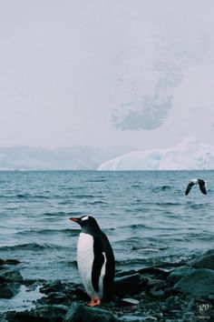 a penguin is standing on some rocks near the water and two birds are flying over it