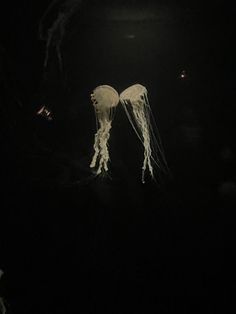 two jellyfishs floating in the water at night