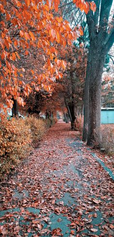 the leaves on the ground are covering the road and trees with orange leaves all over them