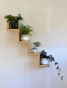 some plants are sitting on wooden shelves against the wall