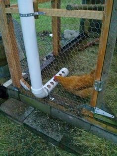 the chicken is laying down in the cage by the water pipe and hose connected to the fence