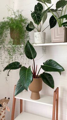 some plants are sitting on shelves in a room